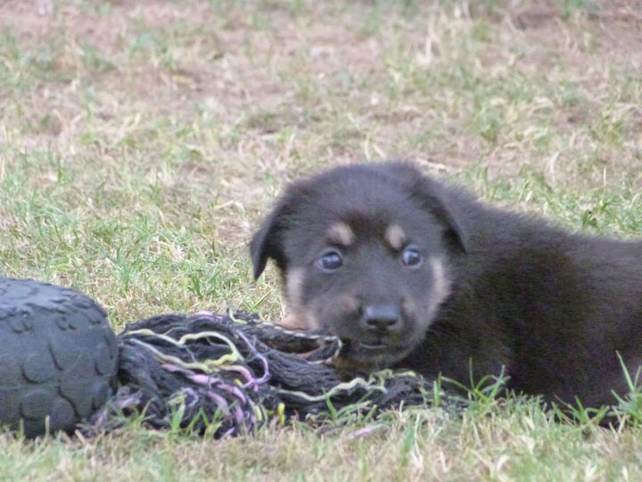 chinook dog